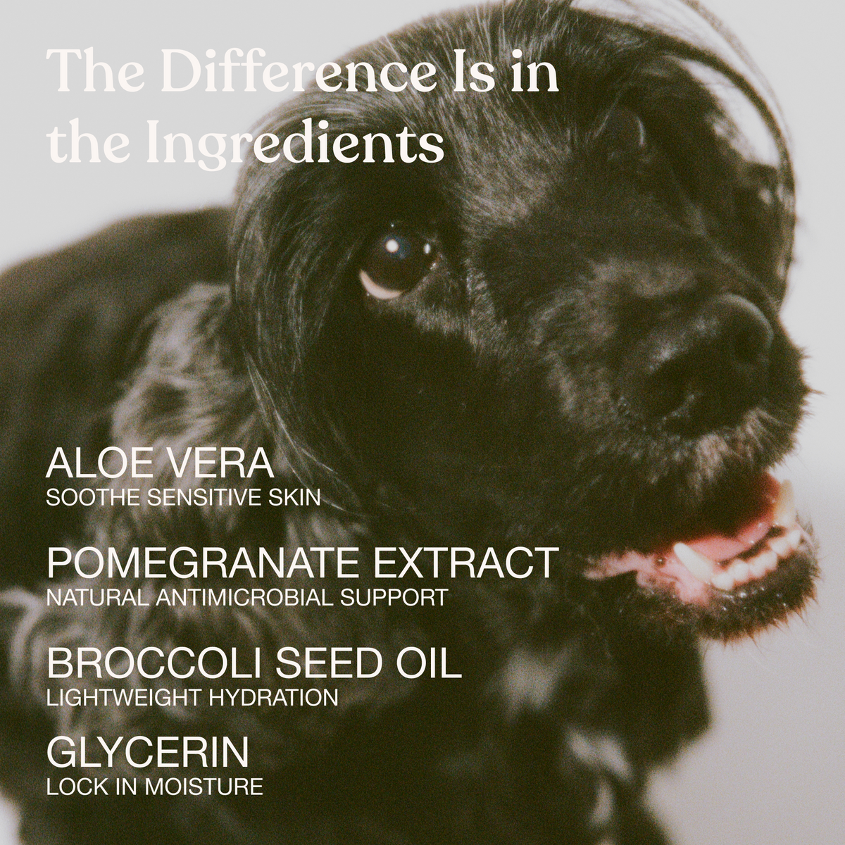 No-Rinse Dog Paw Cleanser product image 4