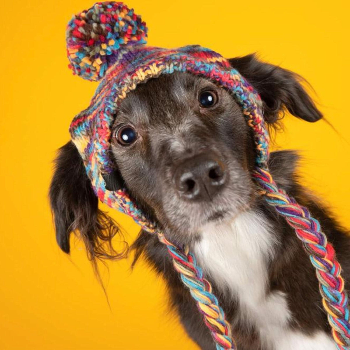 Dog Beanie Hat product image 3