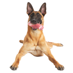Dog Chew Toy product image 2