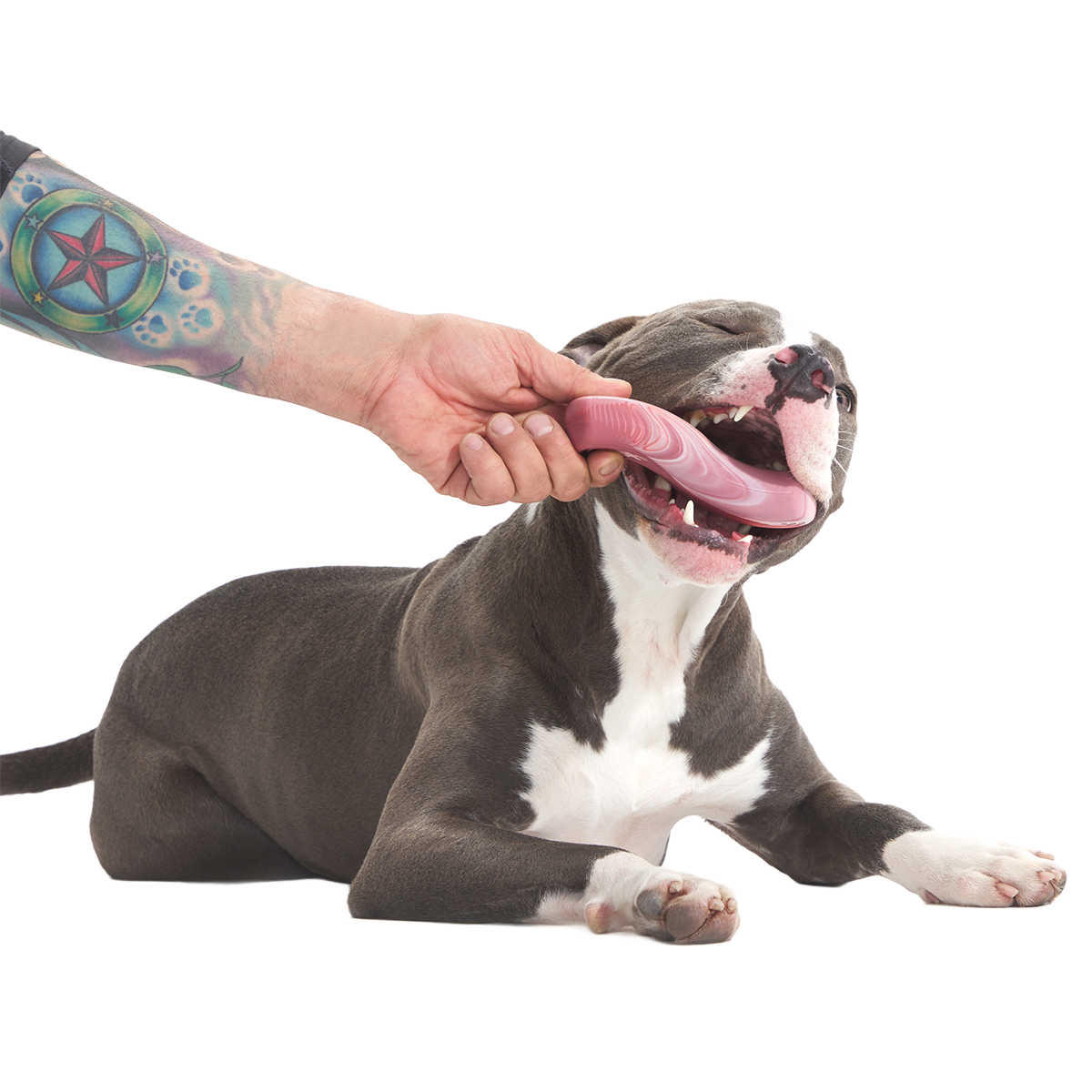 Dog Chew Toy product image 3