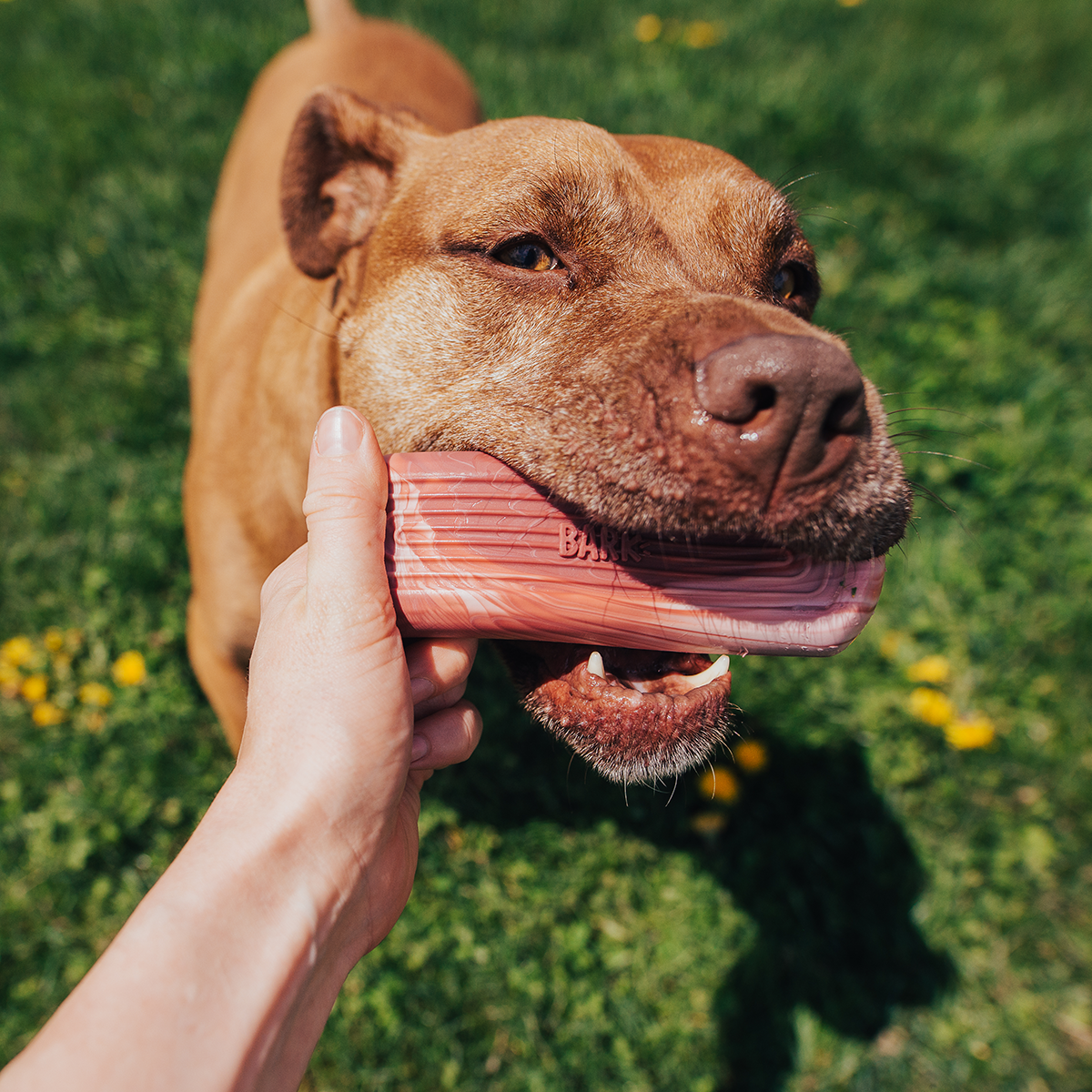 Dog Chew Toy product image 5