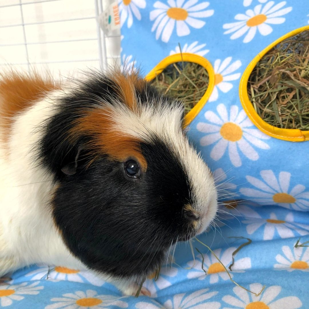 Small Animal Hay Bag product image 5