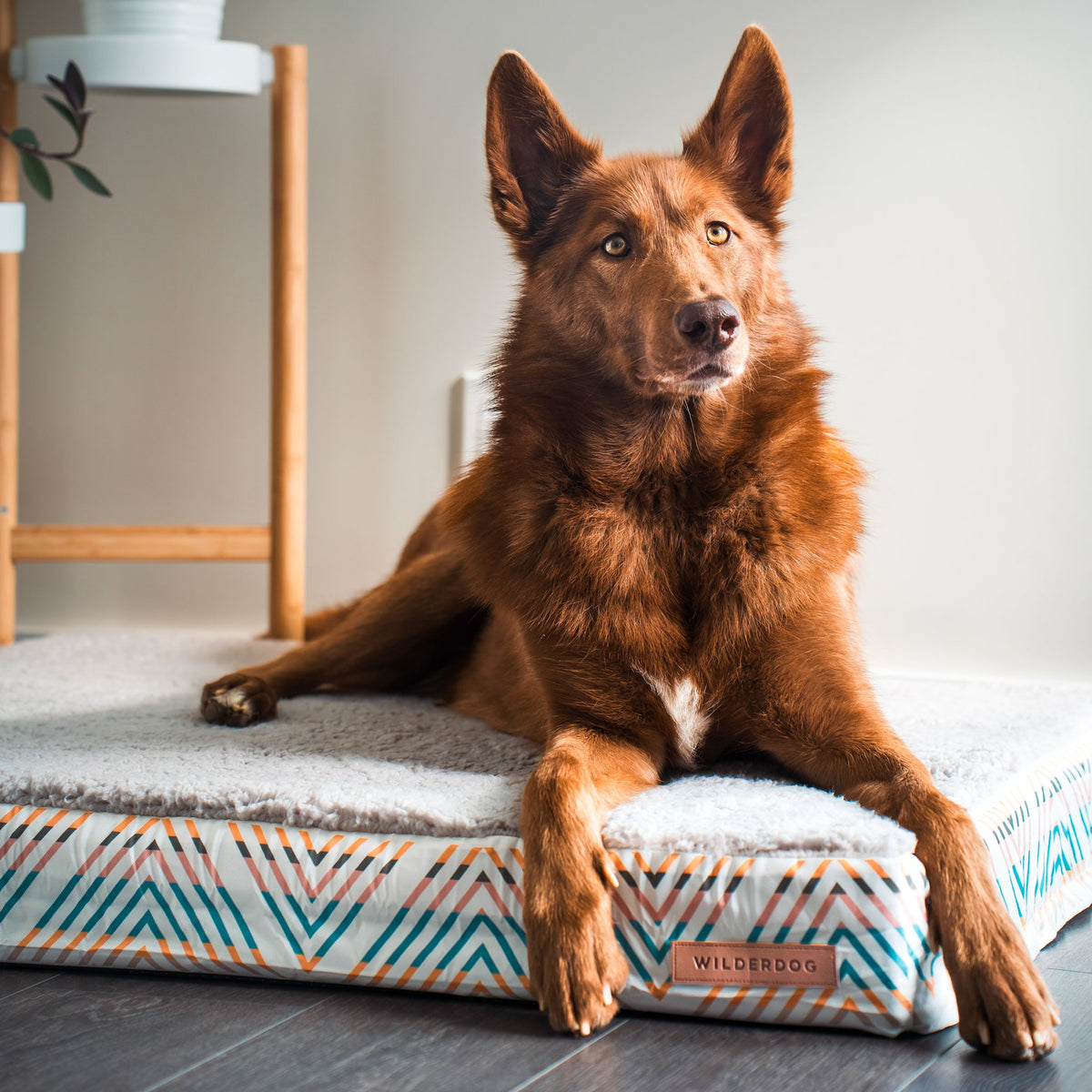 Memory Foam Dog Bed product image 1