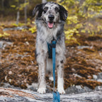 Waterproof Dog Leash product image 2