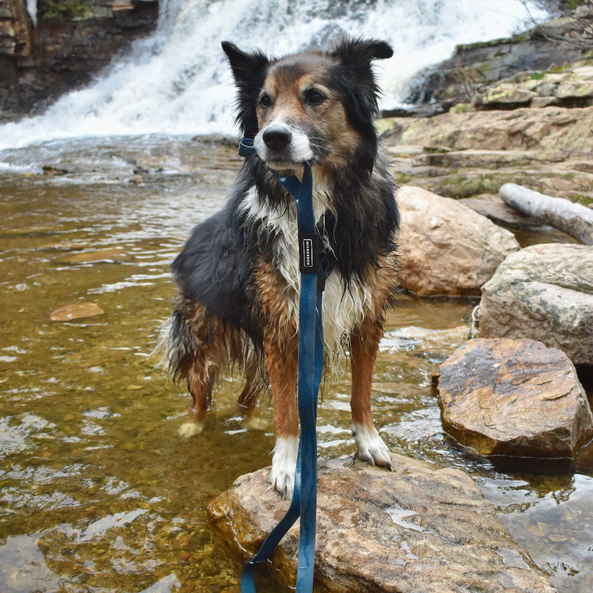 Waterproof Dog Leash product image 3