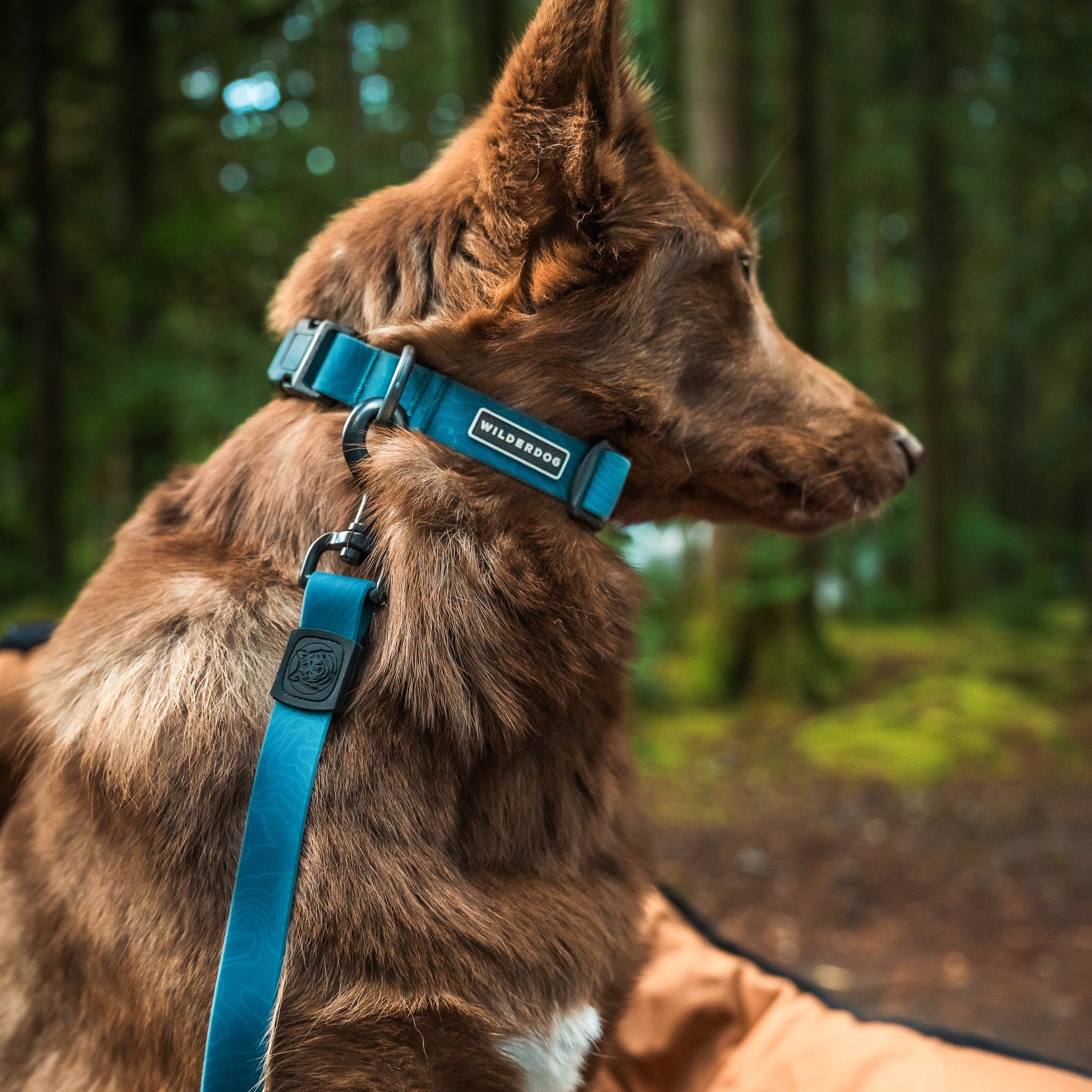 Waterproof Dog Collar product image 3