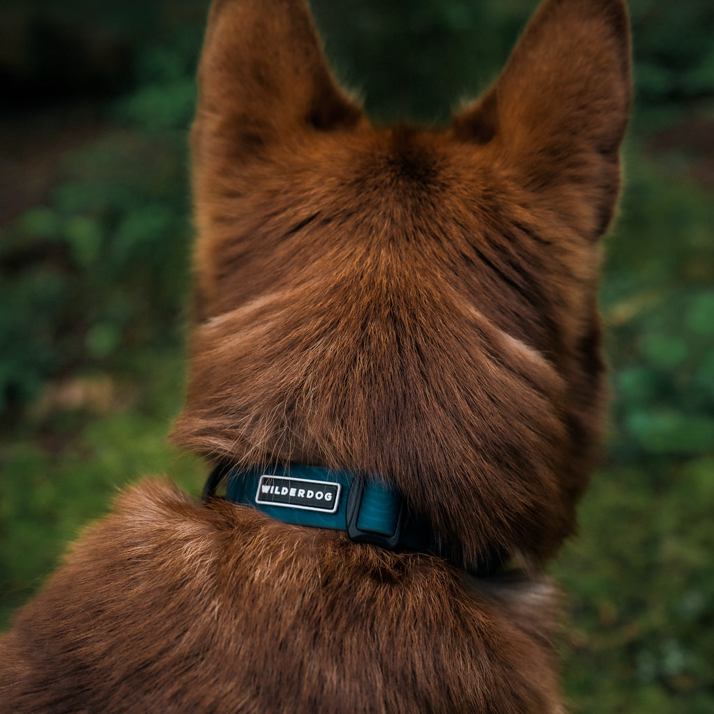 Waterproof Dog Collar product image 4