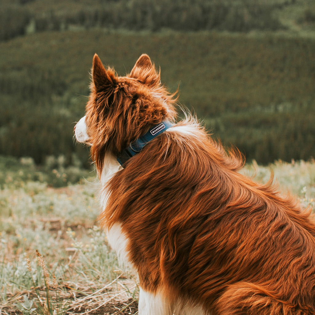 Waterproof Dog Collar product image 5