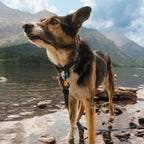 Waterproof Dog Collar product image 6