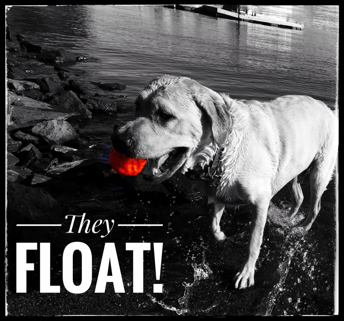 Dog Fetch Toy product image 8