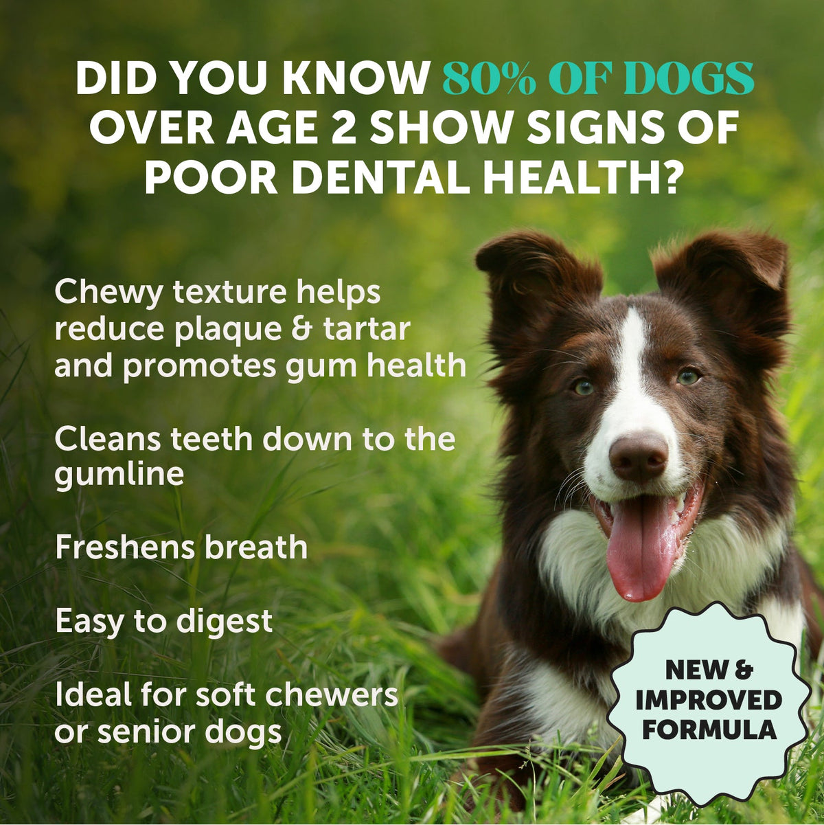 Dog Dental Chews product image 2
