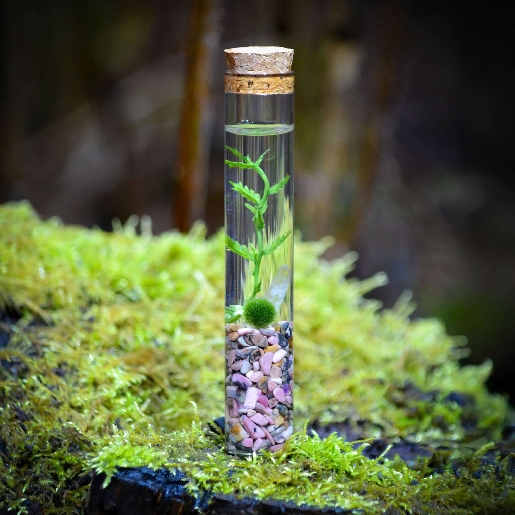 Marimo Moss Ball Terrarium product image 1