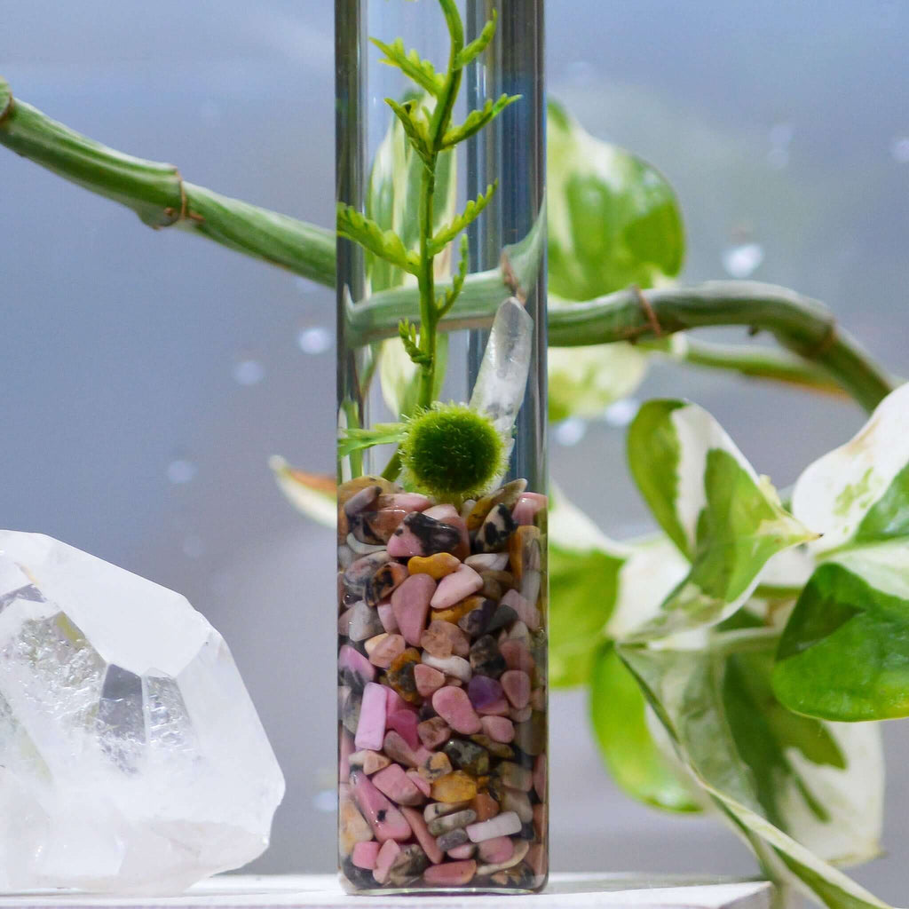 Marimo Moss Ball Terrarium product image 2