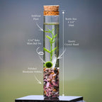 Marimo Moss Ball Terrarium product image 3