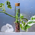 Marimo Moss Ball Terrarium product image 5