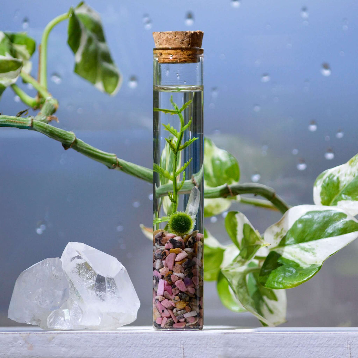 Marimo Moss Ball Terrarium product image 5
