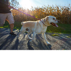 No-Pull Dog Leash product image 6