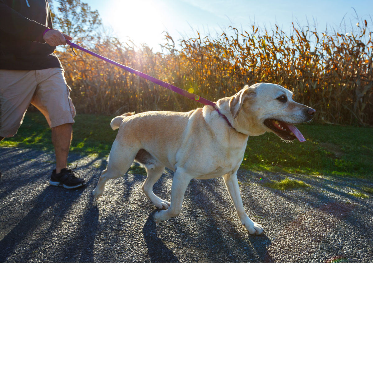 No-Pull Dog Leash product image 6