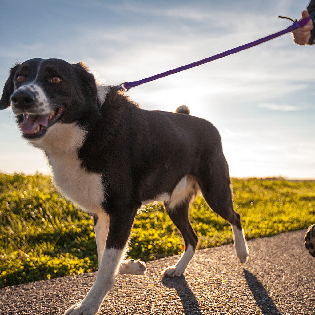 No-Pull Dog Leash product image 16