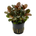 Live Aquarium Plant product image 1
