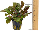 Live Aquarium Plant product image 2