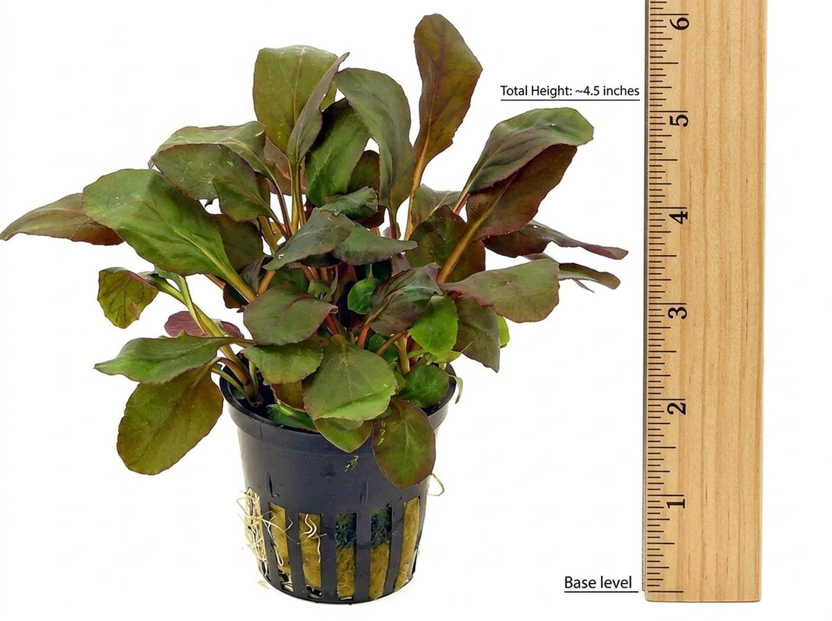 Live Aquarium Plant product image 2