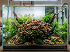 Live Aquarium Plant product image 3