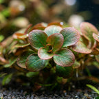 Live Aquarium Plant product image 4