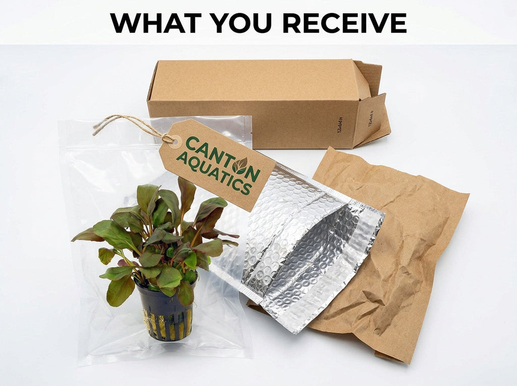Live Aquarium Plant product image 5