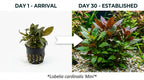 Live Aquarium Plant product image 6