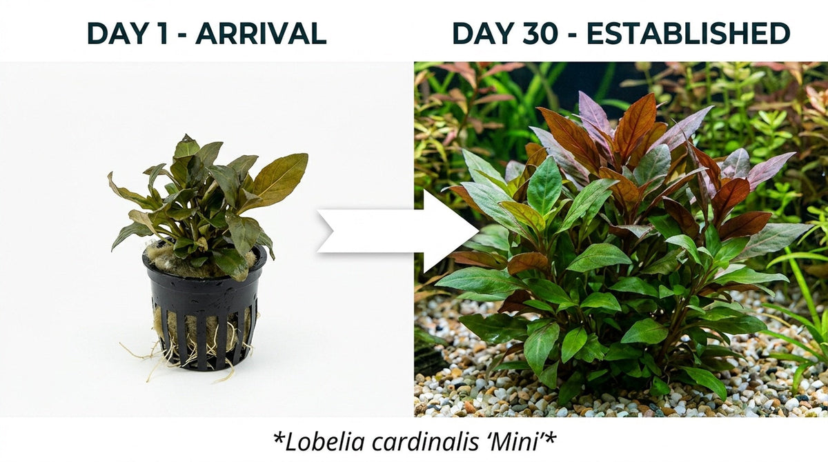 Live Aquarium Plant product image 6