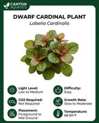 Live Aquarium Plant product image 7