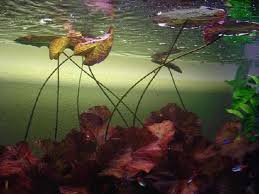 Aquarium Lily Plant product image 2