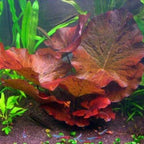 Aquarium Lily Plant product image 3