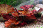 Aquarium Lily Plant product image 4