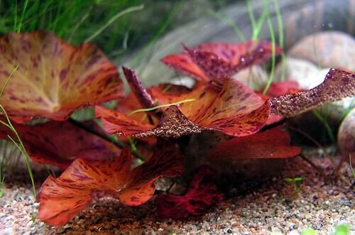 Aquarium Lily Plant product image 4
