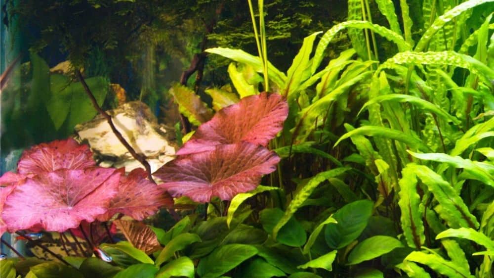 Aquarium Lily Plant product image 5