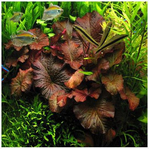 Aquarium Lily Plant product image 6