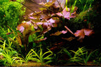Aquarium Lily Plant product image 7