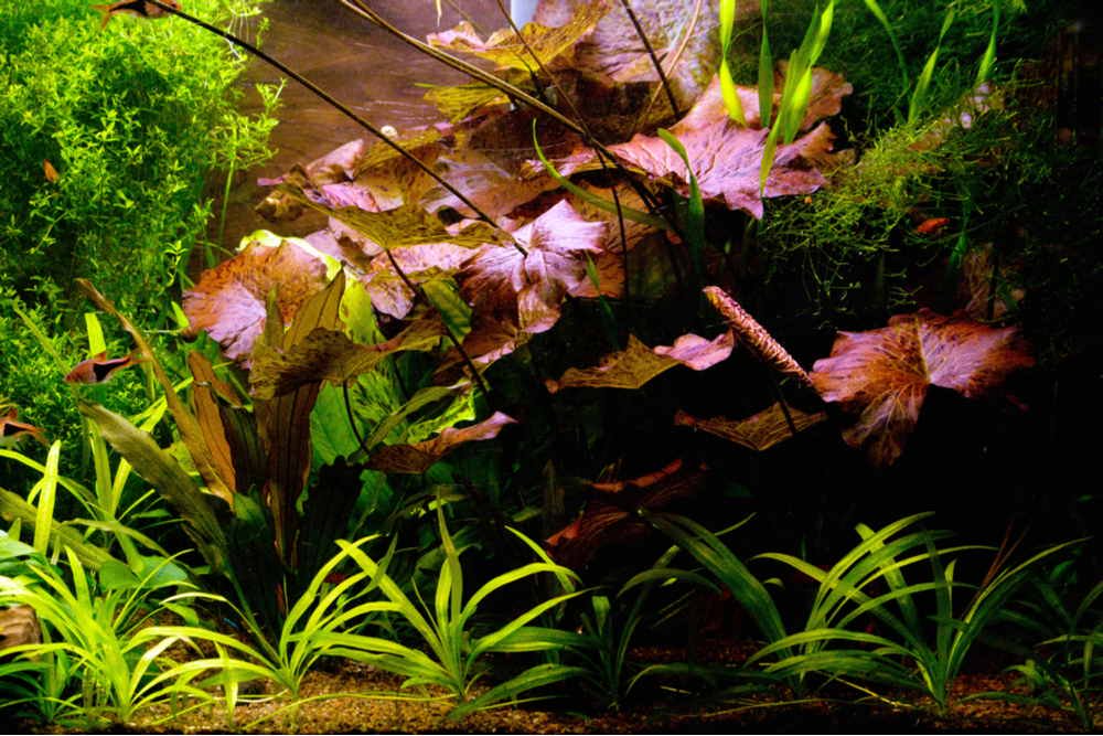 Aquarium Lily Plant product image 7