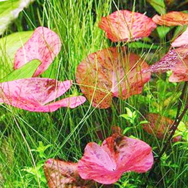 Aquarium Lily Plant product image 8