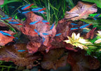Aquarium Lily Plant product image 9