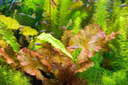 Aquarium Lily Plant product image 10