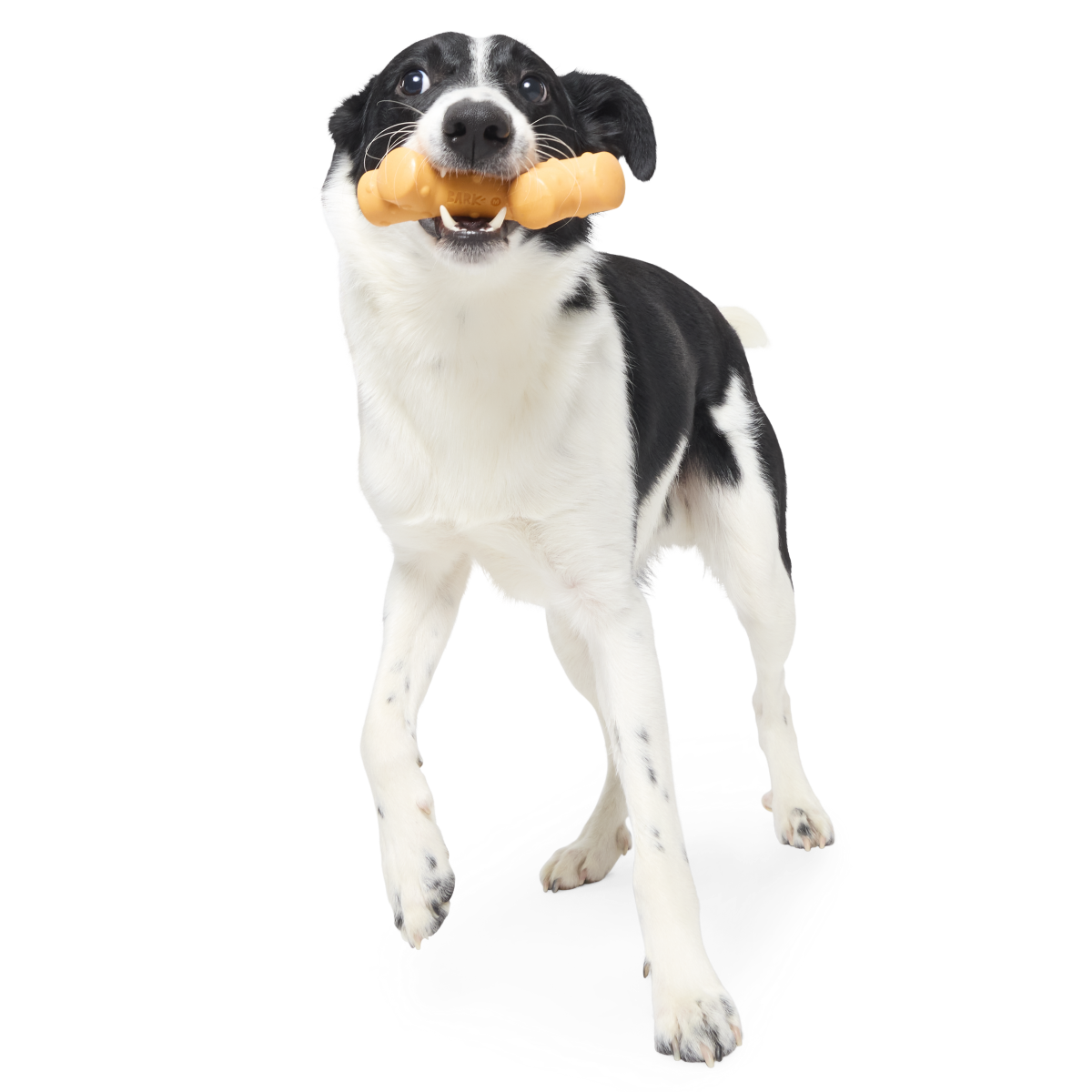 Dog Chew Toy product image 3