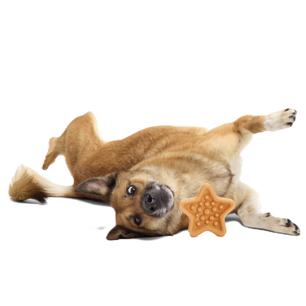 Starfish Dog Toy product image 2