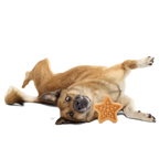 Starfish Dog Toy product image 2