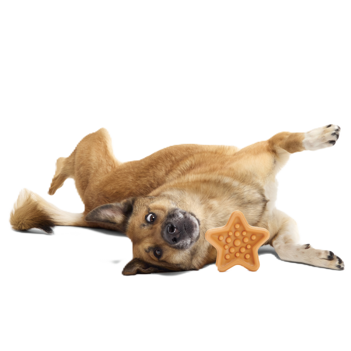 Starfish Dog Toy product image 2