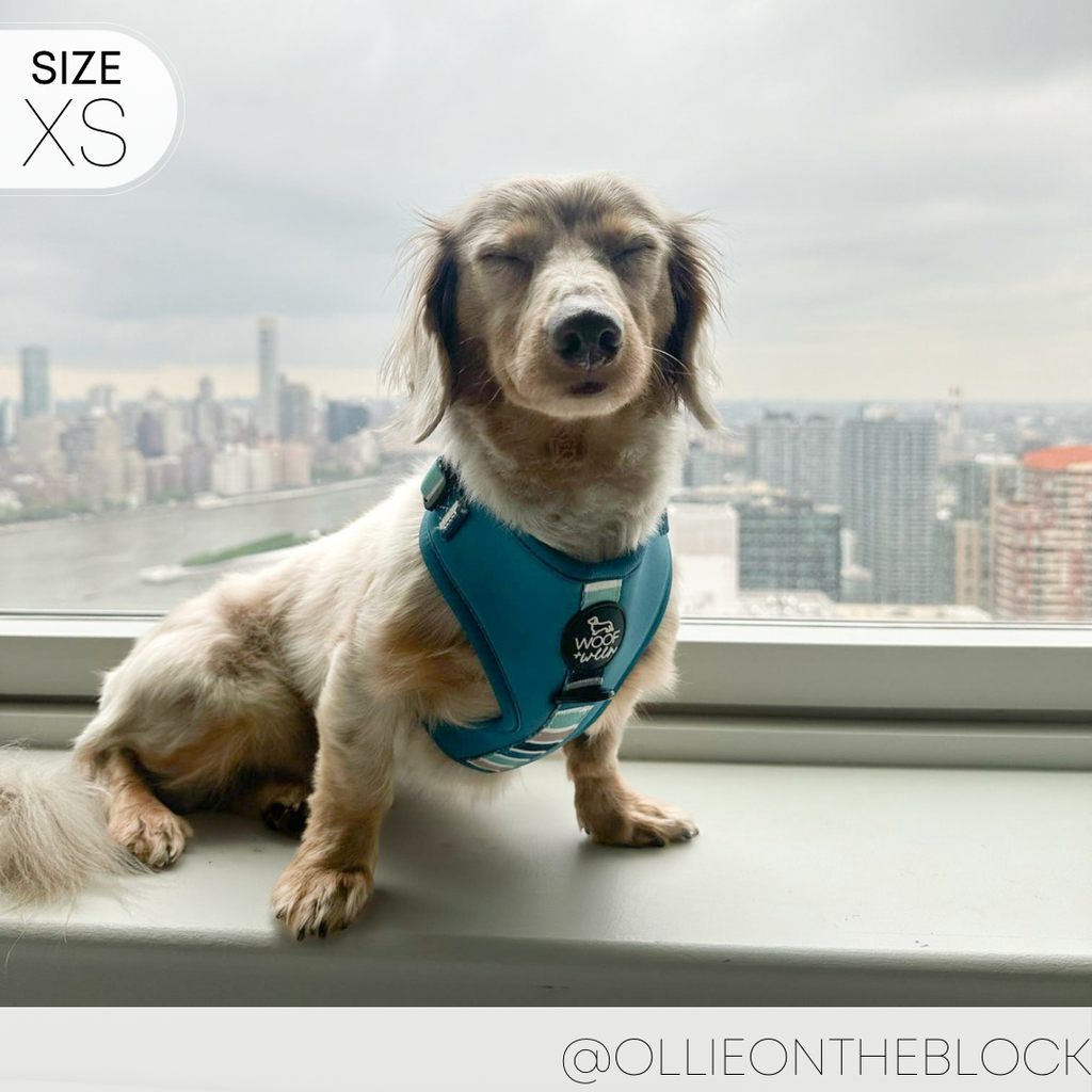 Dog Harness product image 7