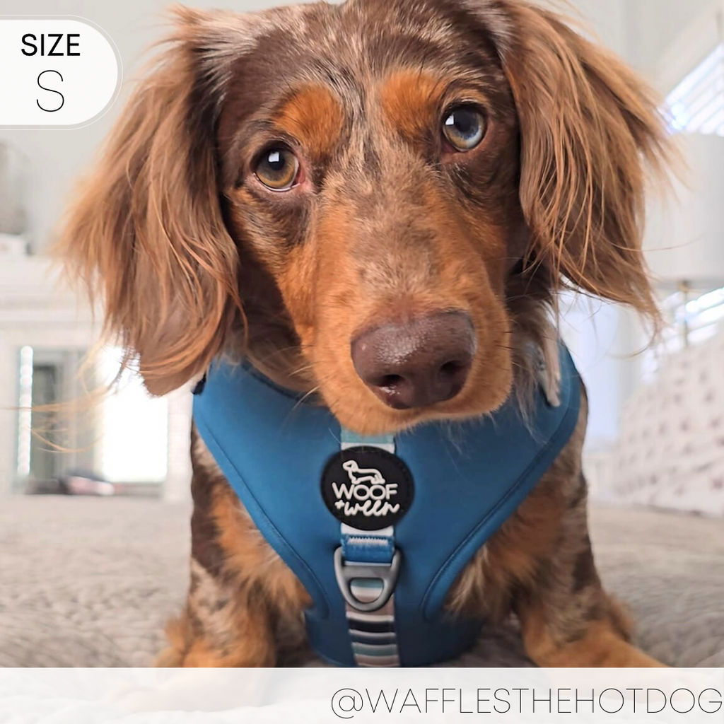Dog Harness product image 9