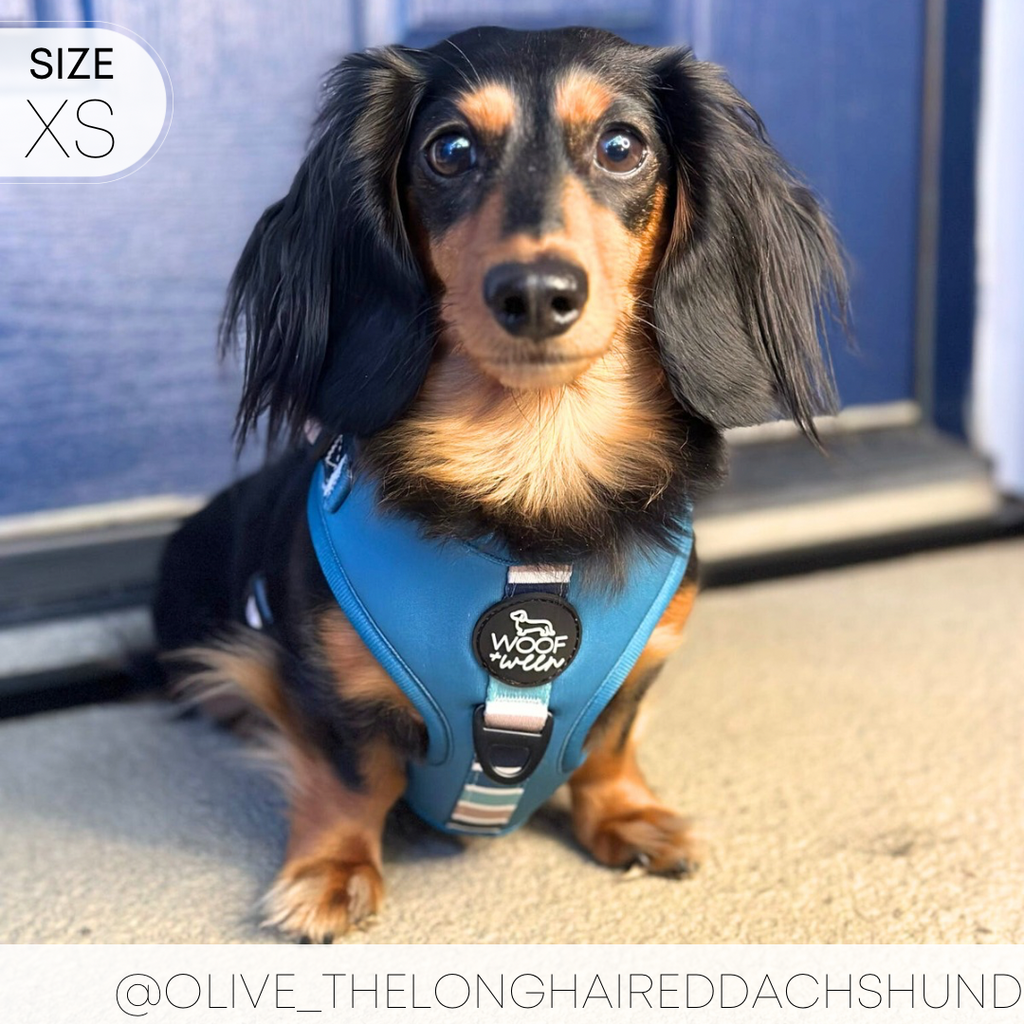 Dog Harness product image 11
